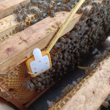 Eine Bienenwabe mit vielen Bienen und einem gelben Stockwerkzeug.