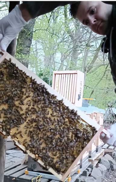 Ein Imker hält einen mit Bienen besetzten Wabenrahmen in der Natur.