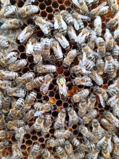 Bienen auf einer Wabe, mit einer Königin in der Mitte.