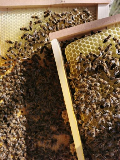 Bienen auf Waben in einem Bienenstock, umgeben von Honig und Wachs.