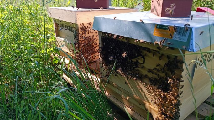 Zwei Bienenstöcke umgeben von hohem Gras und Pflanzen, mit Bienen, die fliegen.